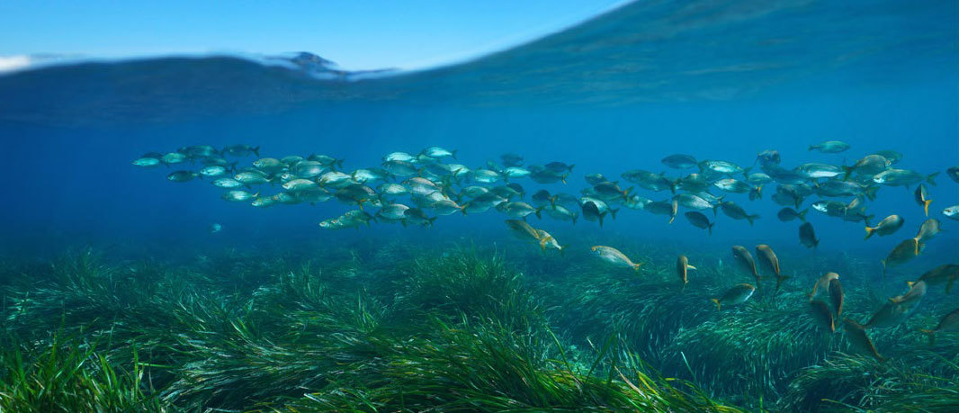 Fund FY26 National Coastal and Ocean Programs