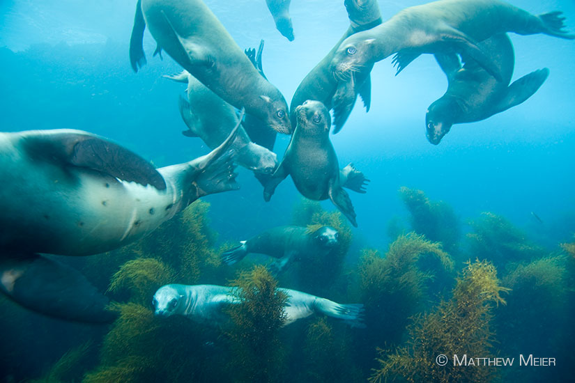 Honor California Sea Lions
